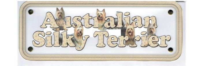 Australian Silky Terrier